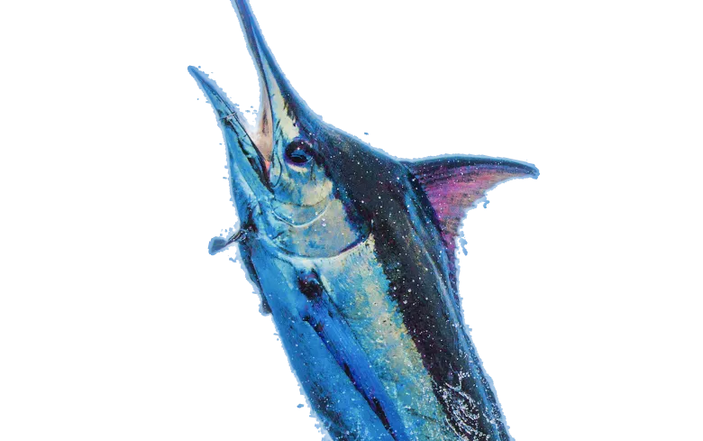overview image - pelagicgear